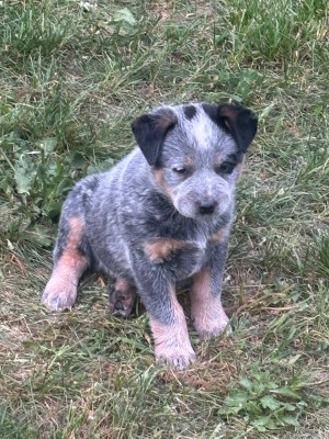 CHIOT 4
