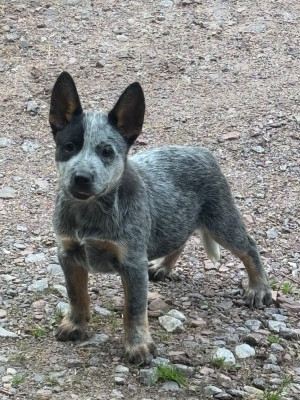 Chiot N°1
