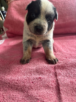 CHIOT