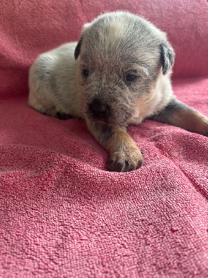 CHIOT