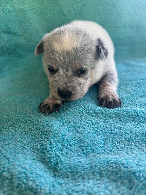 CHIOT