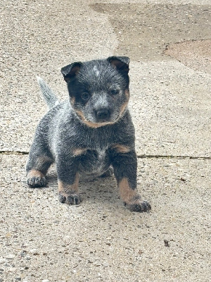 CHIOT