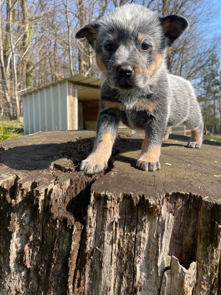 du mont de la Nonnenhardt - Chiots disponibles - Bouvier australien