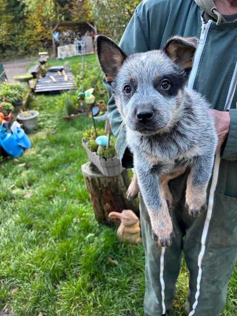 du mont de la Nonnenhardt - Chiots disponibles - Bouvier australien